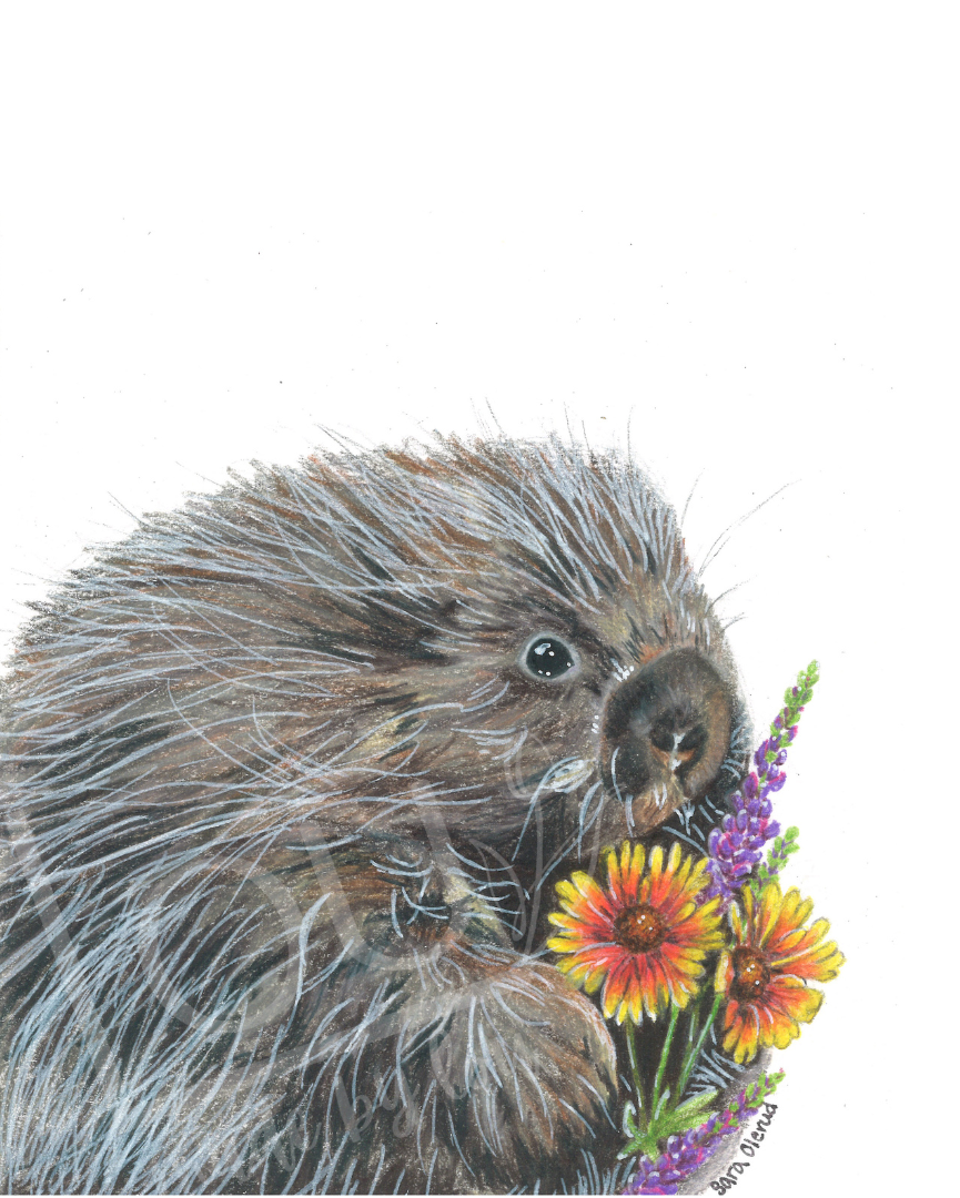 Cute porcupine holding native Montana Wildflowers