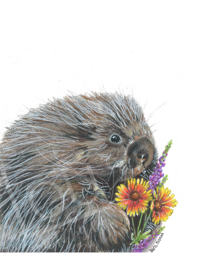 Cute porcupine holding native Montana Wildflowers