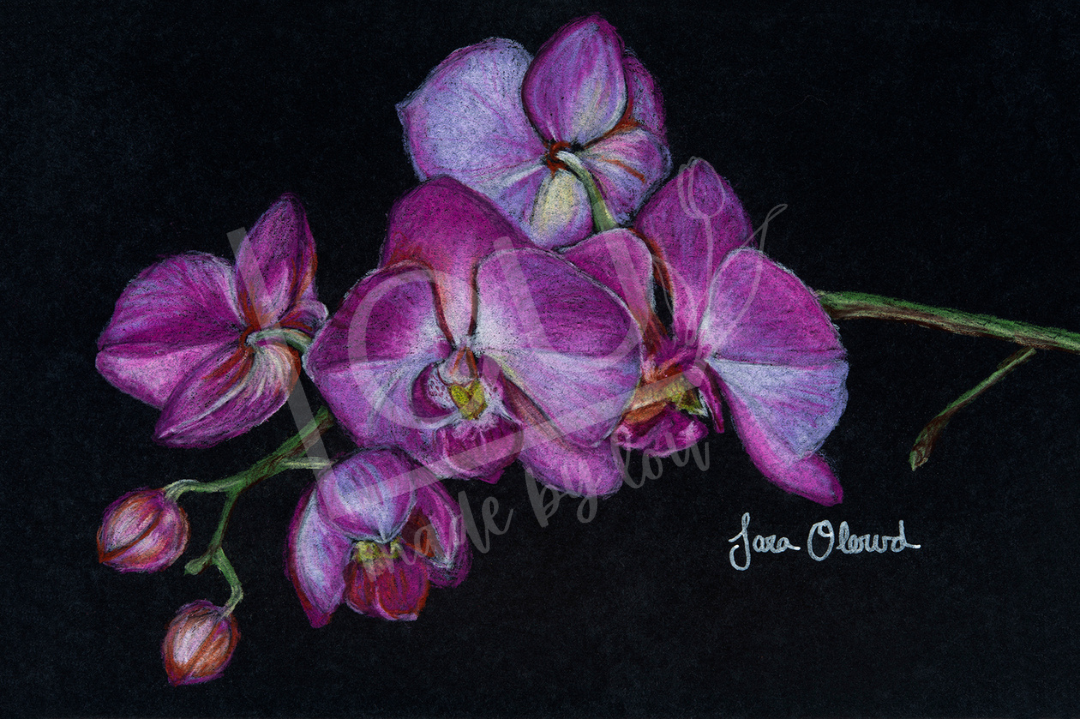 Artistic depiction of pink orchids on a black background 