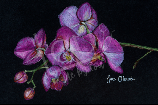 Artistic depiction of pink orchids on a black background 