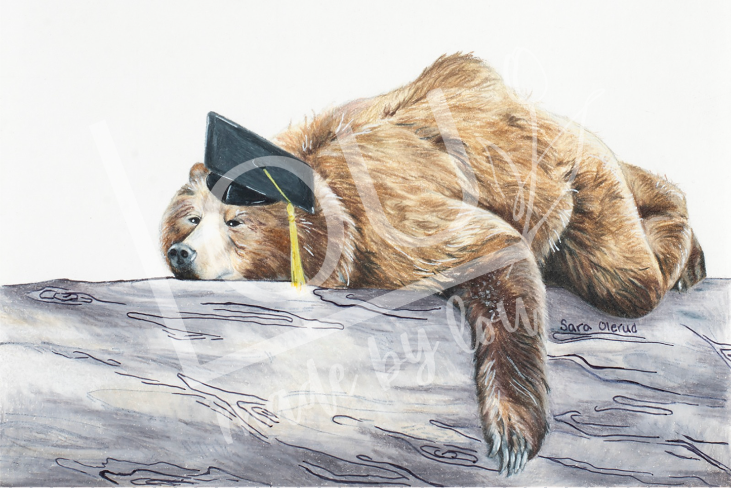 Sleeping grizzly bear wearing a graduation cap