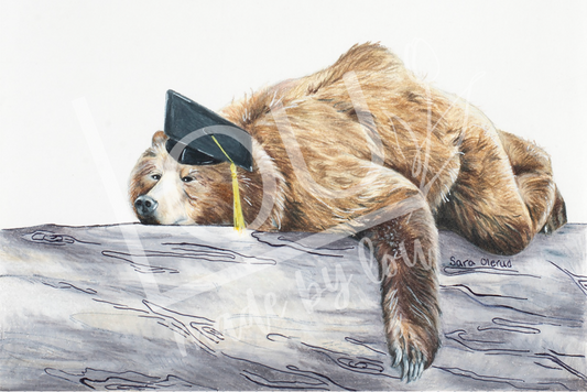 Sleeping grizzly bear wearing a graduation cap