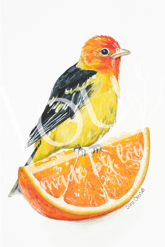 Bright tanager bird perched on an orange slice.
